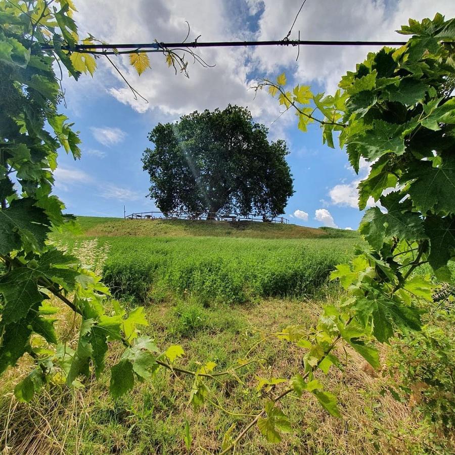 B&B Gli Amici Del Tubarello Roseto Degli Abruzzi Exteriör bild